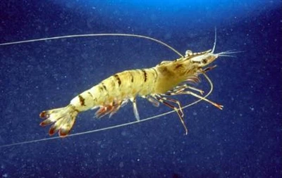 Artikeldelning|Snabbt detektion av hepatopancreatic mikrosporidium i gräsräka...